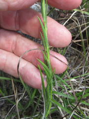 Liatris oligocephala