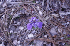 Tigridia durangensis