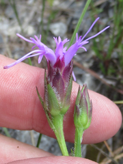 Liatris oligocephala