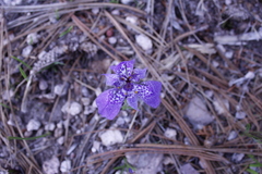 Tigridia durangensis