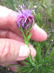 Liatris oligocephala