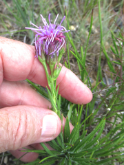 Liatris oligocephala
