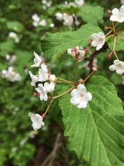 Viburnum phlebotrichum