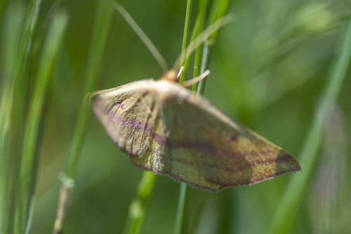 Chickweed Geometer Moth