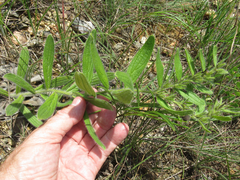 Lithospermum decipiens