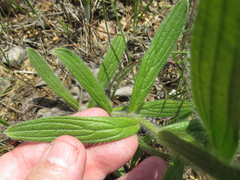 Lithospermum decipiens