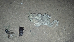 Rhinella humboldti