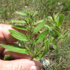 Lithospermum decipiens