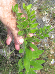 Lithospermum decipiens