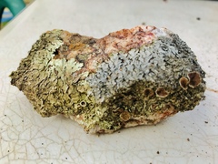 Xanthoparmelia lithophiloides