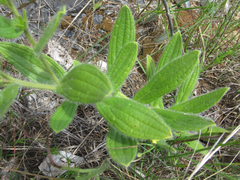 Lithospermum decipiens