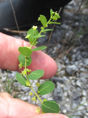 Phyllanthopsis phyllanthoides