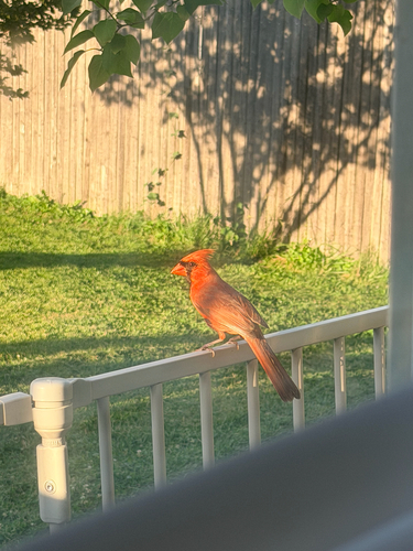Northern Cardinal