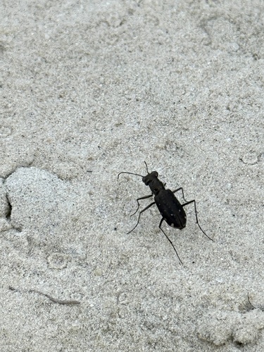 Punctured Tiger Beetle