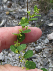 Phyllanthopsis phyllanthoides