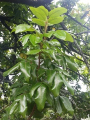 Alectryon excelsus grandis