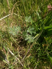 Lupinus densiflorus densiflorus