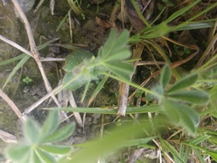 Lupinus densiflorus densiflorus