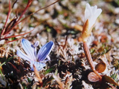 Veronica lilliputiana