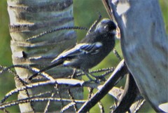 Melaniparus niger niger