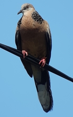 Streptopelia chinensis
