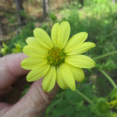 Silphium glutinosum