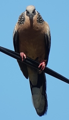 Streptopelia chinensis