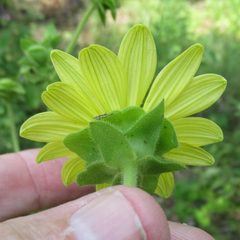 Silphium glutinosum