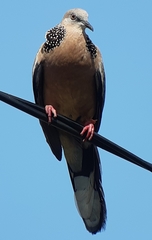 Streptopelia chinensis