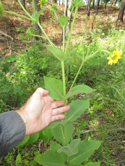 Silphium glutinosum