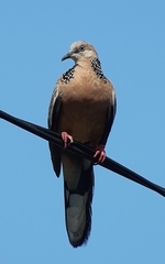 Streptopelia chinensis