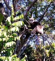 Semnopithecus vetulus