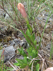 Spigelia alabamensis