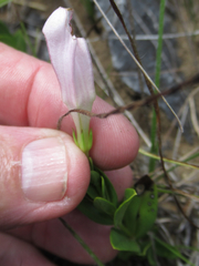 Spigelia alabamensis