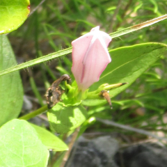 Spigelia alabamensis