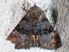 Metalectra quadrisignata