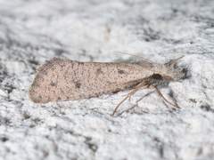 Acrolophus mortipennella