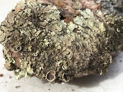 Xanthoparmelia lithophiloides