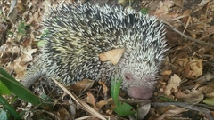 Coendou longicaudatus