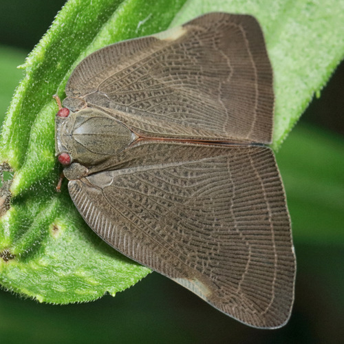 Brown Winged Plant Hopper photo 6