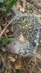 Coendou longicaudatus