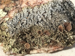 Xanthoparmelia lithophiloides