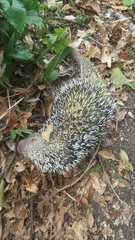 Coendou longicaudatus