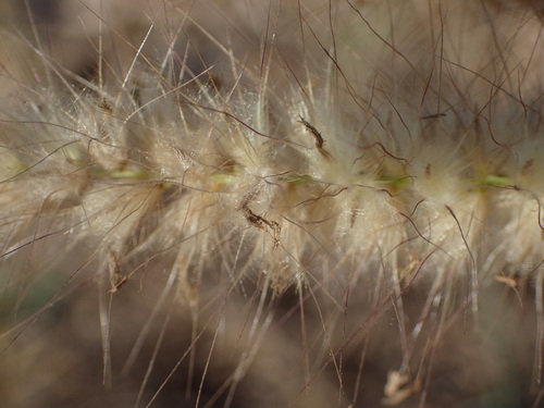 Cenchrus pedicellatus, photograph 6