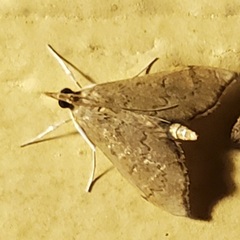 Sericoplaga externalis