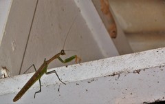 Polyspilota aeruginosa