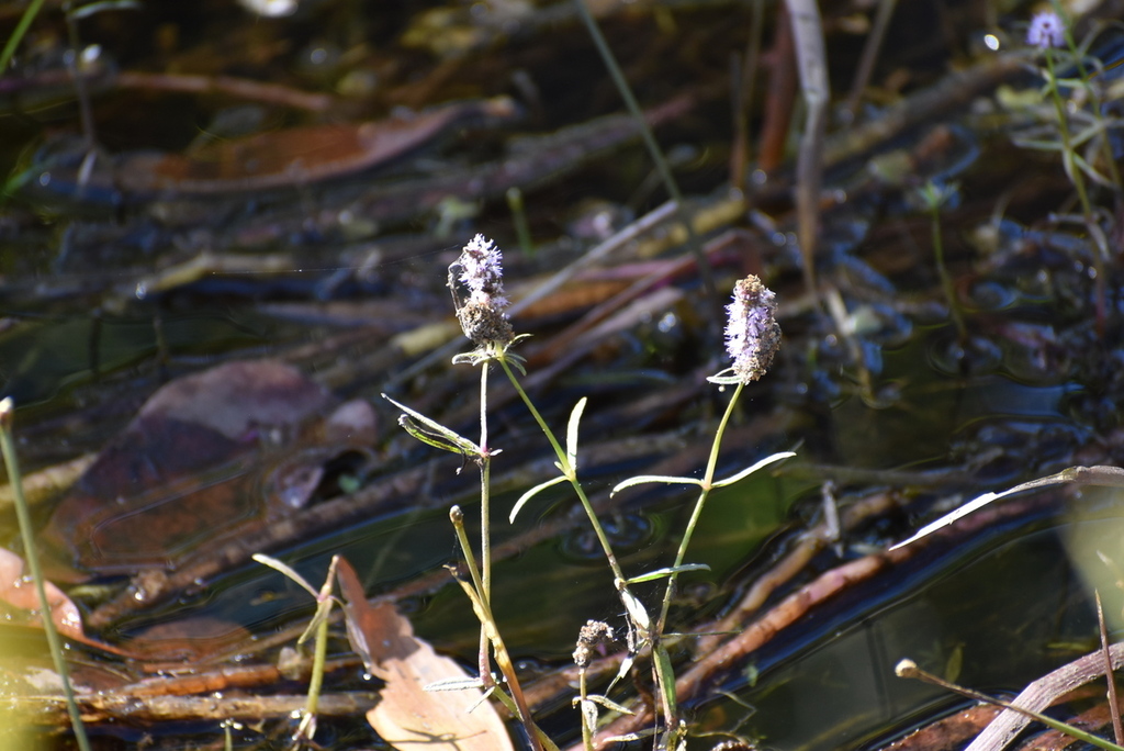 Pogostemon stellatus; photograph (c) JR Ferrer-Paris, some rights reserved (CC BY)