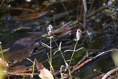 Pogostemon stellatus