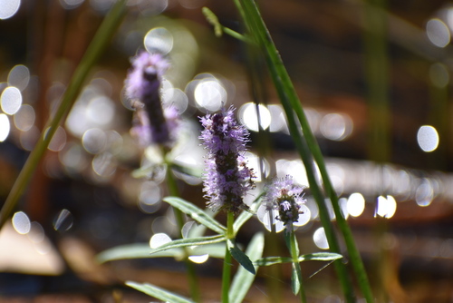 Pogostemon stellatus, photograph 1