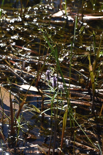 Pogostemon stellatus, photograph 2